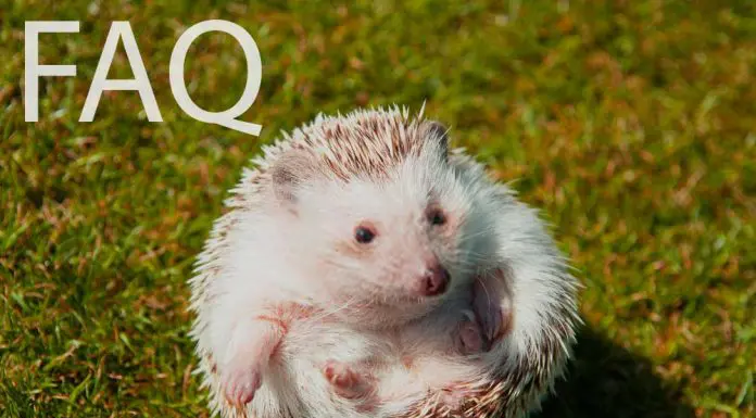 questions about hedgehogs