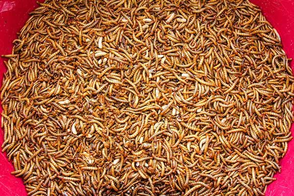 hedgehog live mealworms