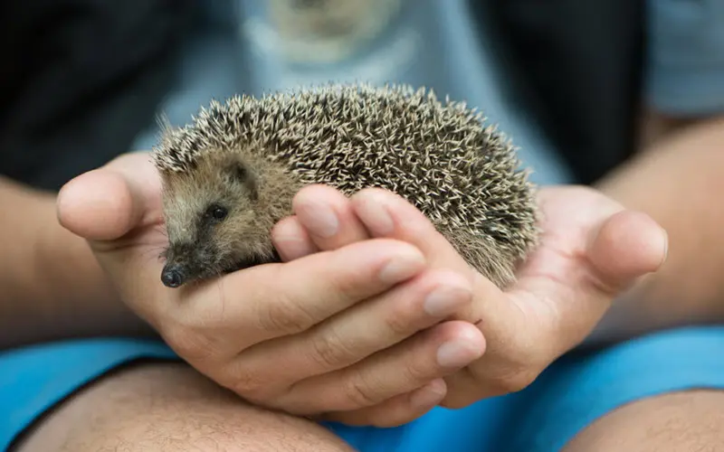 hedgehog on a man's hands - ExoPetGuides.com