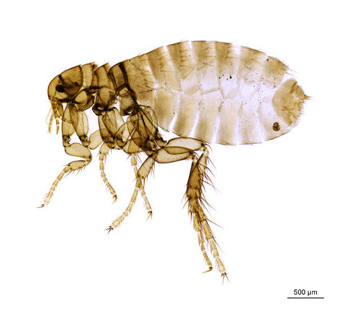 Fleas on Hedgehog - ExoPetGuides.com