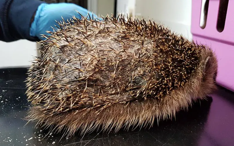 Hedgehog infected with ringworm - ExoPetGuides.com