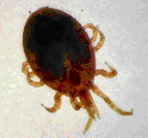 Mites on Hedgehog - ExoPetGuides.com