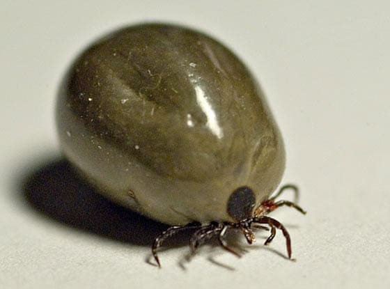 Ticks on Hedgehog - ExoPetGuides.com