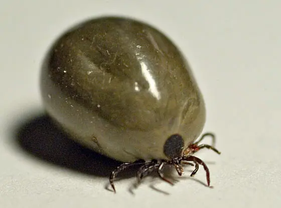 Ticks on Hedgehog - ExoPetGuides.com