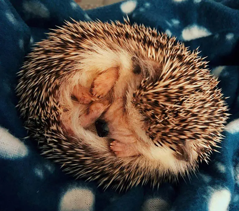hedgehog curled up - ExoPetGuides.com