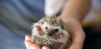 holding a curled hedgehog