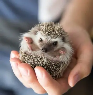 holding a curled hedgehog