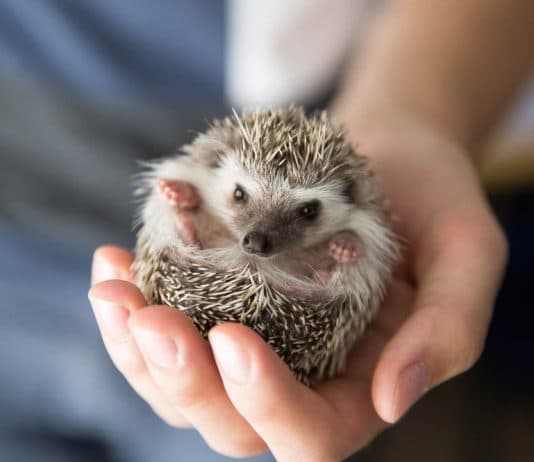holding a curled hedgehog