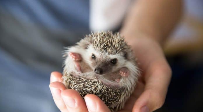 holding a curled hedgehog