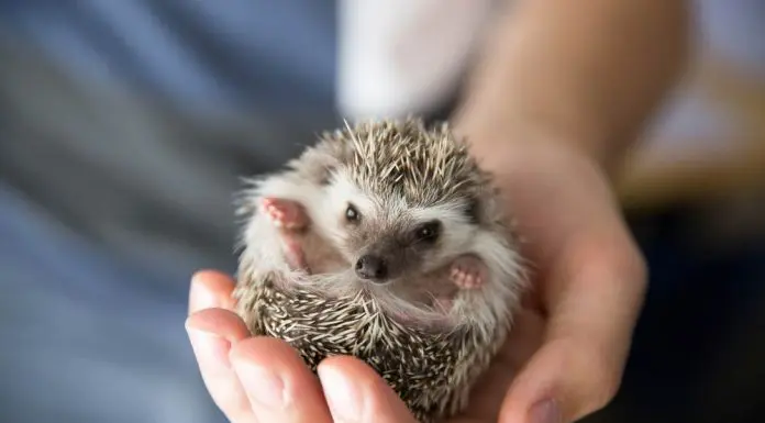 holding a curled hedgehog