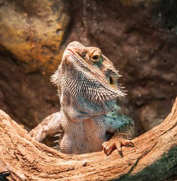 bearded dragon cimbing
