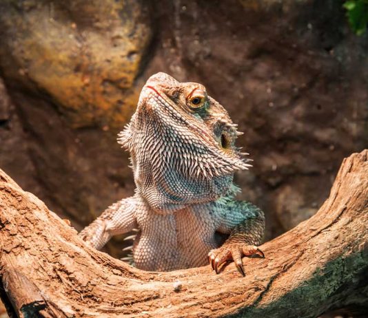 bearded dragon cimbing