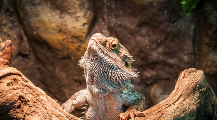 bearded dragon cimbing