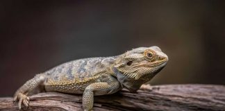 bearded dragon climbing in wild