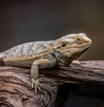 bearded dragon climbing in wild
