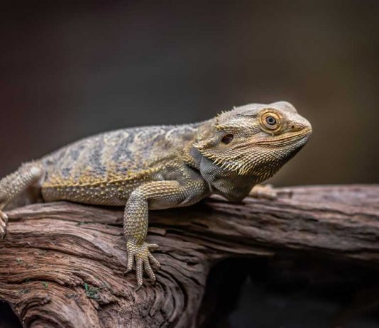 bearded dragon climbing in wild