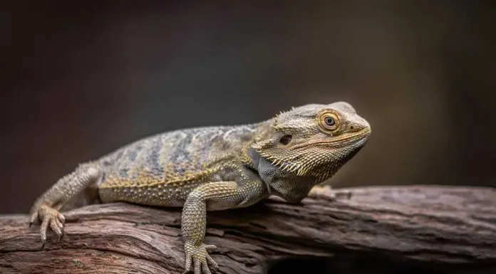 bearded dragon climbing in wild