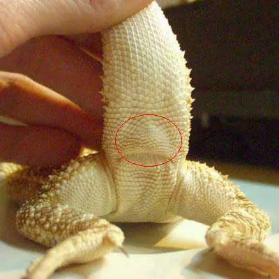 single hemipenal bulge