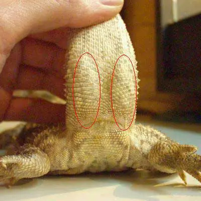 double hemipenal bulges