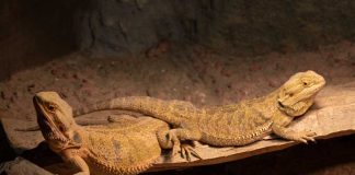 bearded dragon male and female