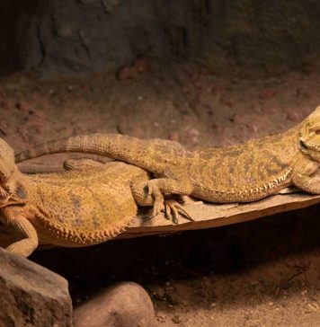 bearded dragon male and female