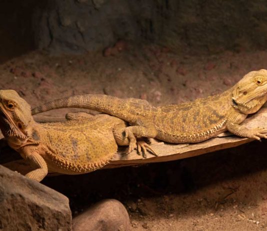 bearded dragon male and female