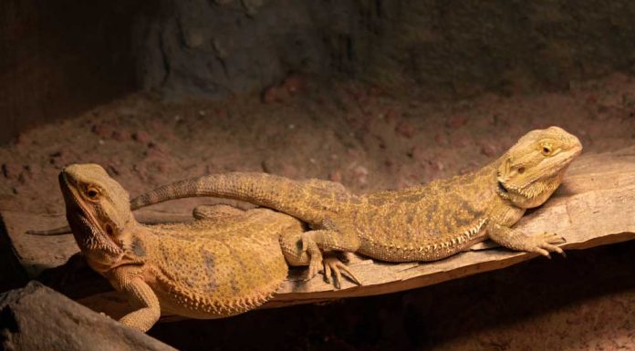 bearded dragon male and female