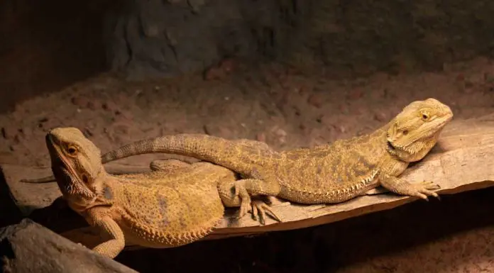 bearded dragon male and female
