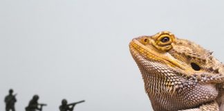 are bearded dragons good pet