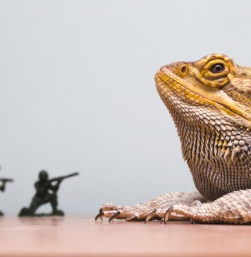 are bearded dragons good pet