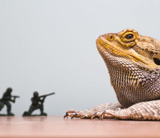 are bearded dragons good pet