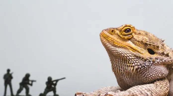 are bearded dragons good pet
