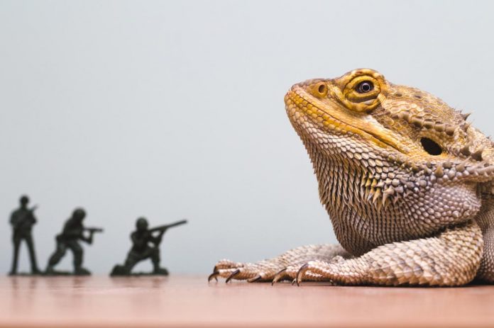 are bearded dragons good pet