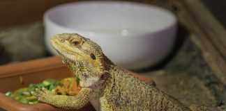 what do bearded dragons eat