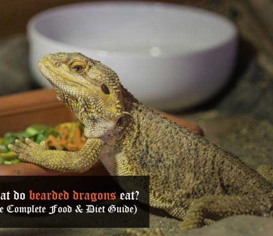 what do bearded dragons eat