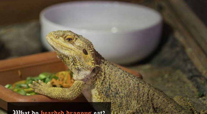 what do bearded dragons eat