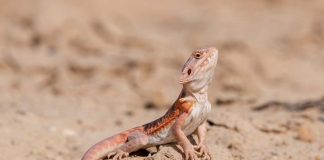 bearded dragon in the wild desert