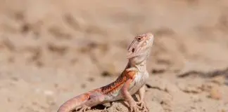 bearded dragon in the wild desert