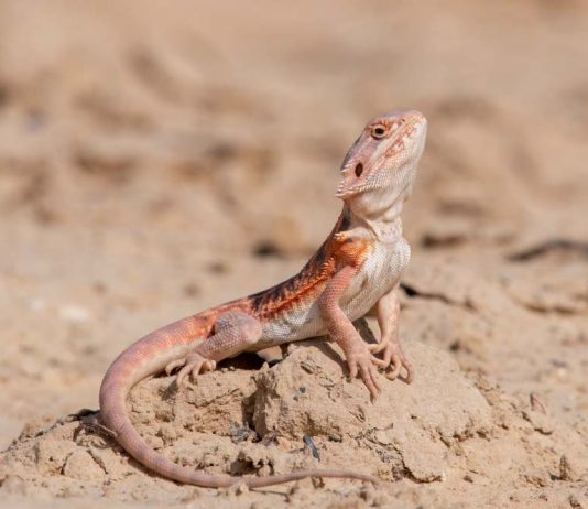 bearded dragon in the wild desert