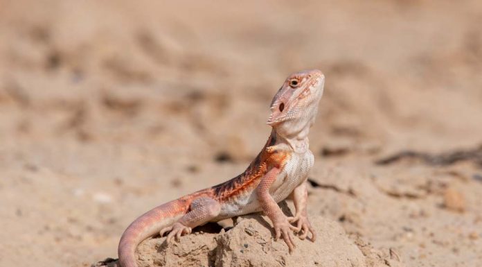 bearded dragon in the wild desert