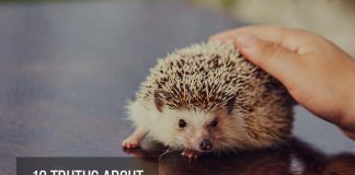 hedgehog on table