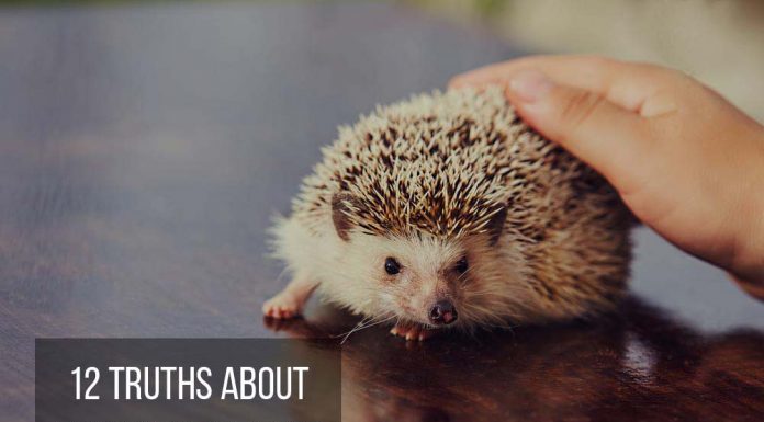 hedgehog on table