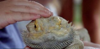 how to pet a bearded dragon