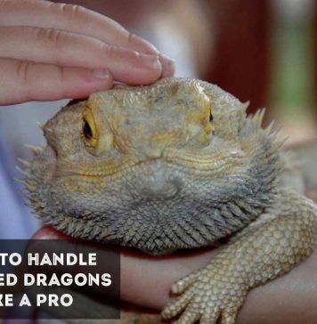 how to pet a bearded dragon
