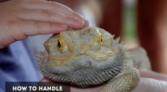 how to pet a bearded dragon
