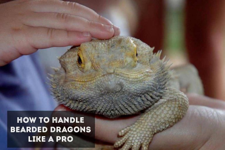 Do bearded dragons like to be pet? (How to handle them