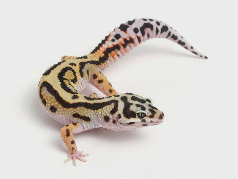 Bandit Leopard Gecko
