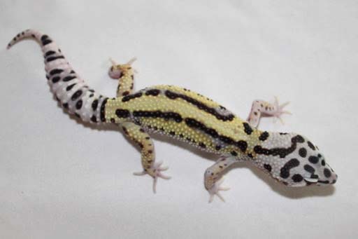 Bold Stripped Leopard Gecko
