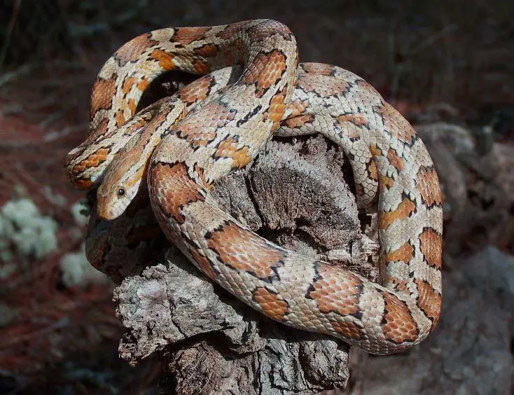 Caramel Corn Snake