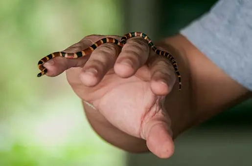 coral snake on hand